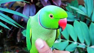 Most Beautiful Talking Parrot