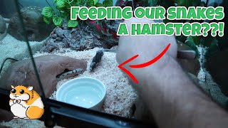 FEEDING OUR SNAKES A HAMSTER??!