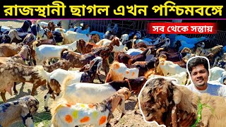 ভারতের সেরা রাজস্থানী ছাগল এখন পশ্চিমবঙ্গে পাওয়া যাচ্ছে সব থেকে সস্তায়।