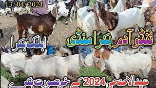 tando Adam bakra Mandi | Latset Update today | Eid ul adha 2024 | date 13/04/2024