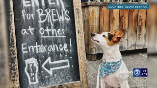 Hawaii restaurants may allow pet dogs in outdoor spaces