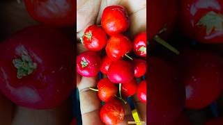 Sweet Cheery 🍒🍎 Harvest With Useful Tips || #organic #fruits #harvest #ytshorts #trending #vlogs