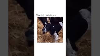 They think it's a baby cow 🤣 #funnyvideos