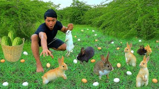 Survival in the rainforest-Wow man meet rabbits with eggs | eat watermelon with egg-Eating delicious