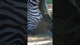 Zebra Feeding 2   #shorts #fyp #zebra