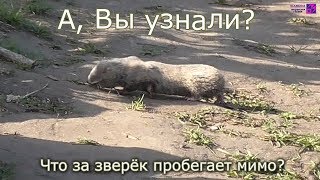 На рыбалке бывает всякое разное (201908_27)