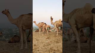 Camel village daily routine #shorts #shortvideo  #youtubeshorts