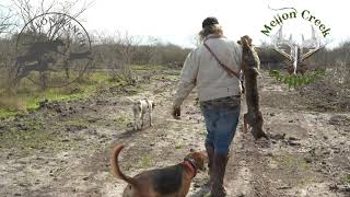 Bobcat Hunting Slow Start but Loud Finish