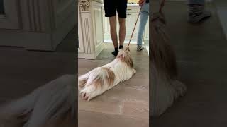 Sherlock - Shih Tzu -Robot  cleaner. Новый способ передвижения