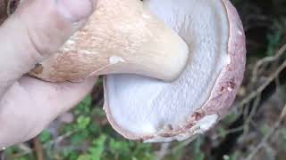 Boletus pinicolas a montones en el paraíso brotadas espectacular 🔥🔥🔥🔥cono José María 🙂🙂🙂🙂🍄🍄🍄🍄😎😎😎😎