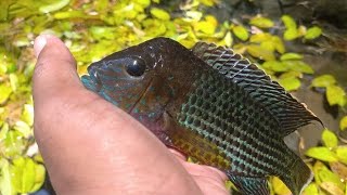 PENGHUNI TELAGA  CICEUREUM,BERMULUT BIRU,IKAN GRREN TERROR CICHLID🤔❓❓❓