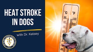 Heat Stroke in Dogs