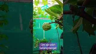 aviari di kebunanggur#fypシ゚viral