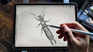 How to draw Earwig - Easy Drawing Tutorial