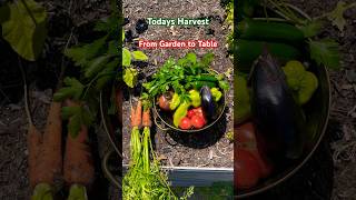 Today’s Harvest. Organic Gardening. From farm to table