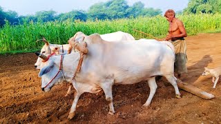 old agricultur technology in Punjab || Desi agriculture system