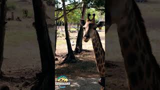 Endearing Giraffes | Nature and Wildlife #nature #wildlife #natural #giraffe #shorts #short