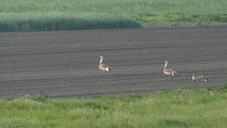 Great Bustard at Hansag, Austria