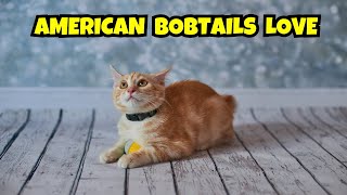 Why American Bobtails Steal Our Hearts: A Cat Lover's Deep Dive