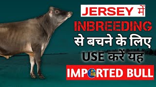 Best Jersey Breeding Bull || Inbreeding🚫|| Imported Jersey Bull || VetVlogs ||