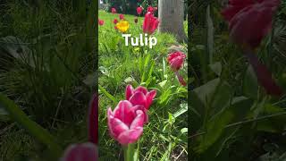 Bunga tulip Di musim semi #kehidupandibelanda #belanda #ramadan #musimsemi