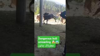 dangerous bull unloading 🤯😱 خطرناک جانور 😱 بی قابو #shorts @JawanVibes #qurbani2024 #dengerousbul