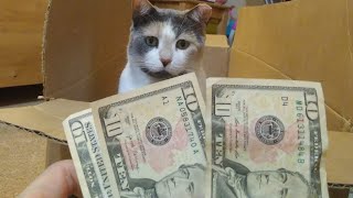 Cats + cash = YouTube gold? 😻 💰