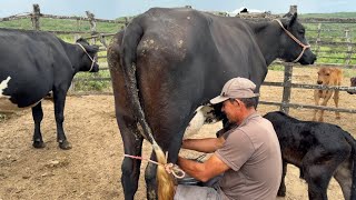 VISITANDO A FAZENDA DO MEU TIO, MOSTRANDO A VACARIA DELE🙌🏼🐄❤️ #agro #pecuaria #vacasdeleite