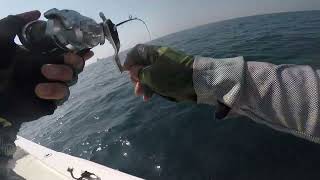 Grouper lost on jigging, sometimes the beast wins