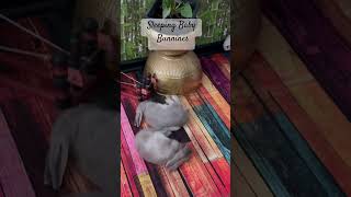 Sleepy Bunnies #fypシ゚viral #rabbit #babybunny #shortsviral #cute #shortsfeed #short #shortvideo