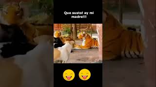 Susto Perro Miedoso #entretenimiento #bromas #comedia #perros #shorts