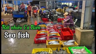 Rất nhiều Loại Cá Biển Tươi - Sáng sớm tại Cảng Cá Người Dân Mua Bán nhộn nhịp #fish