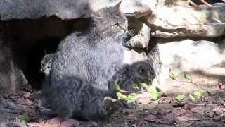 Nationalpark Bayer. Wald: Junge Wildkatzen spielen-  Young Wild cats playing