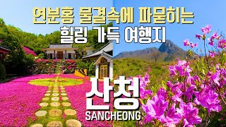 국내 여행지 BEST 연분홍 물결에 파묻히는 산청 여행