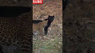 Black Jaguar Friend #shorts #viral #trending