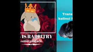 TRANSFORMASI KELINCI HOLLAND LOP DARI USIA 2 - 6 BULAN