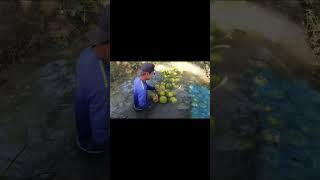 Ever Seen How Coconuts Are Washed and Loaded by the River