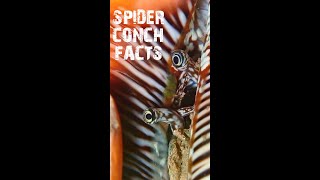 How to know about Spider Conch #unknownfacts