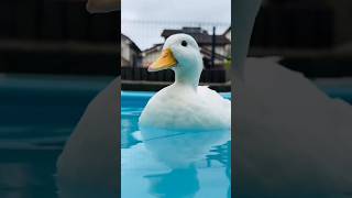 Beautiful cute duck #shorts #reels #duck #ytshorts