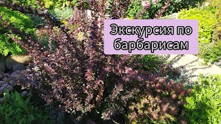 11 сортов с названиями! Барбарисы на моём участке.