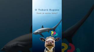 Tubarão-Raposo! Você Conhece? #tubarao #curiosidades #animaisaquaticos #oceanografia #fish