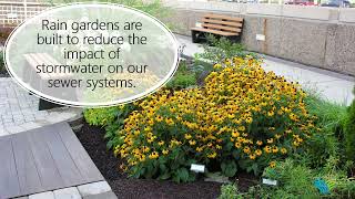 What is a Rain Garden?