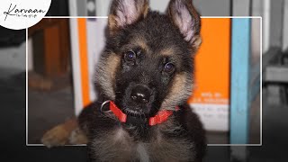 My Cutest German Shepherd Puppy 🐶