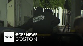 Police shoot dog following vicious attack in Boston and more top stories