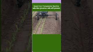 Sweet Corn Transplanter Machine | ਸਵੀਟ ਕੌਰਨ ਟ੍ਰਾਂਸਪਲਾਂਟਰ | स्वीट कॉर्न ट्रांसप्लांटर | Modern Kheti