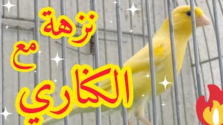 نزهة خفيفة مع طيور الكناري