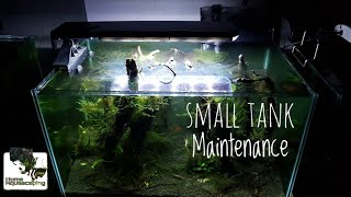 Small Forest Aquascape Maintenance |Membuat Aquascape|水草造景