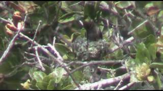 Newly hatched Anna's hummingbirds