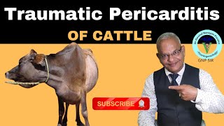 Traumatic Pericarditis in Cattle: Causes, Symptoms, Diagnosis, and Treatment | GNP Sir