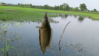 Mancing Di Rawa Eceng Gondok Penuh Strike